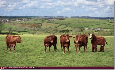 wtf-pics-imposter-cow